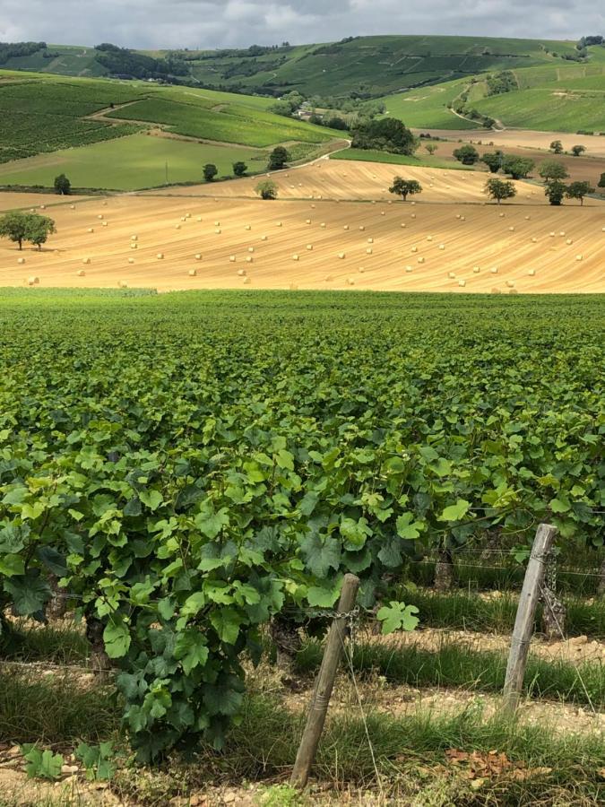 Sancerre Sunflower - Tournesol De Sancerre Bagian luar foto